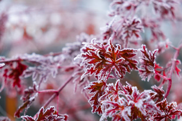 istock Frozen Acer palmatum dissectum red leaves 1293779257