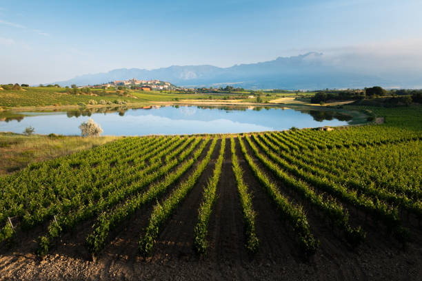 vineyard and carralogrono lake with laguardia town as background, rioja alavesa, spain - álava imagens e fotografias de stock