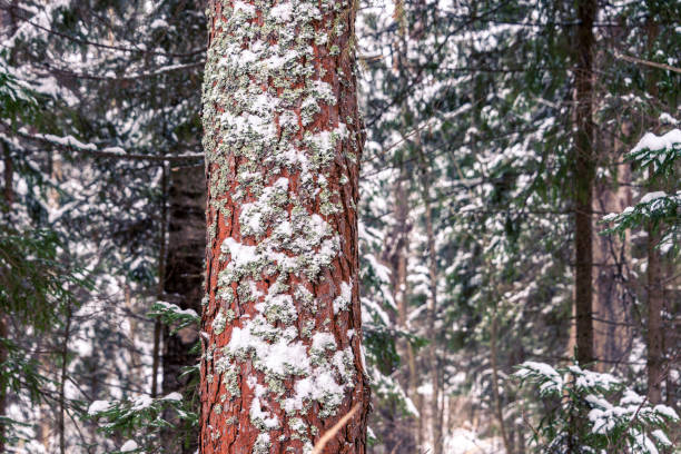 istock Pine trunk covered with lichen and snow in a winter forest. 1293781345