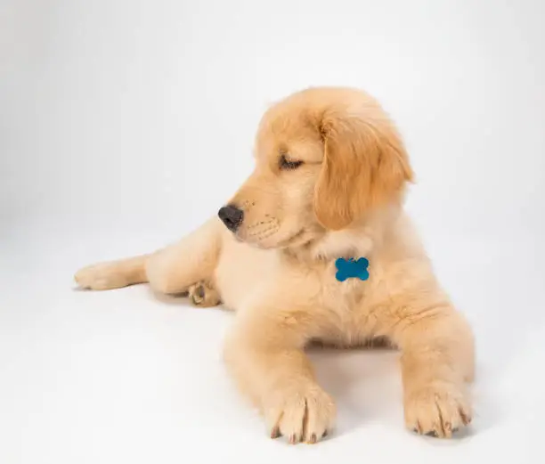 A golden retriever puppy sitting on a white background looking to the side.