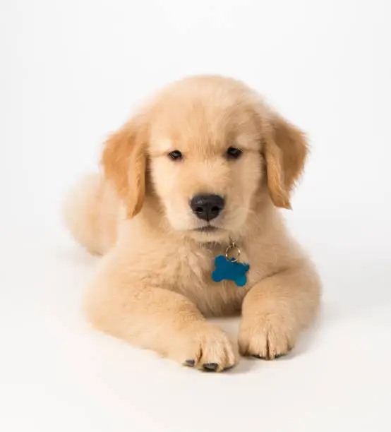 A golden retriever puppy sitting on a white background looking at the camera.