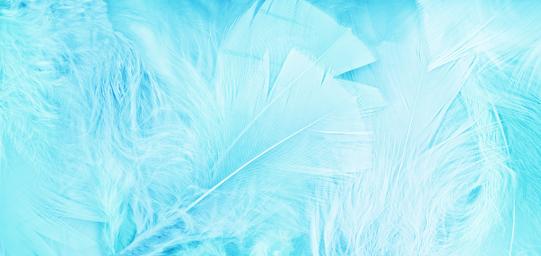 Sky Blue feathers background - High resolution