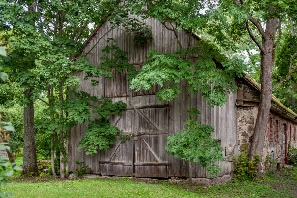 An old wooden barn overgrown with trees that its hard to get inside.