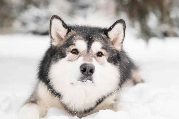 istock alaskan malamute lying in snow. Dog winter. 1293784546
