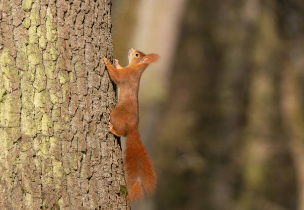 eurasian red squirrel - late afternoon imagens e fotografias de stock