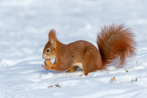 Eurasian red squirrel sitting in snow with a walnut.