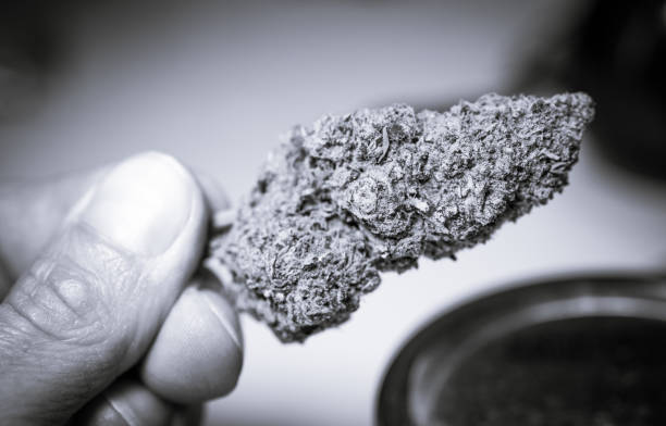 istock Marijuana cannabis black and white 1293786522