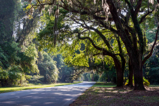 istock road through giant moss covered oaks with limbs stretching over road 1293786817