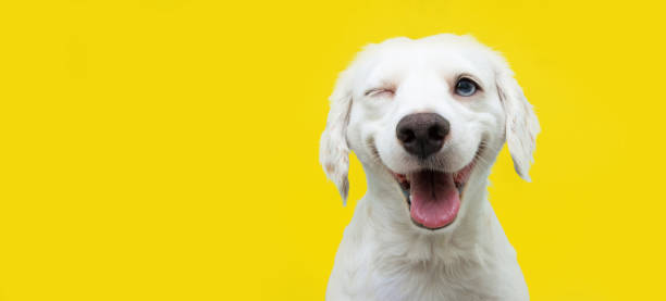幸せな犬の子犬は目をウィンクし、目を閉じた色の黄色のバックゴランに微笑みます。 - animal wink ストックフォトと画像