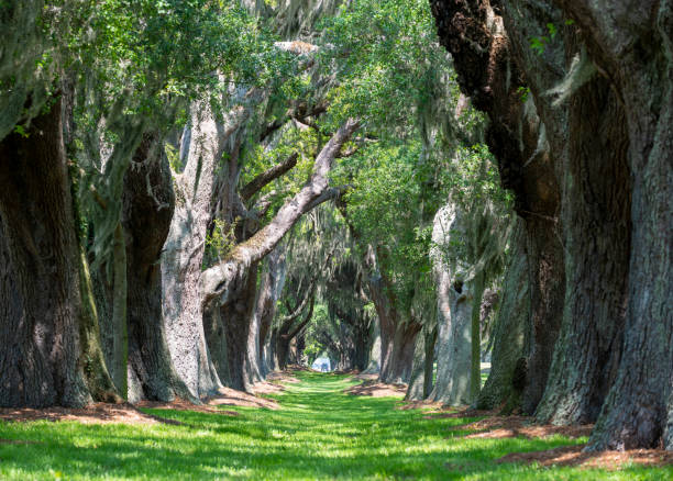 istock magnificent giant oaks lining grass area creating tunnel like effect 1293788860
