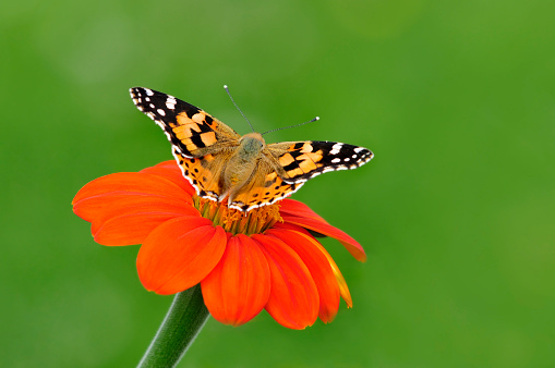 Painted Lady sitting on a flower