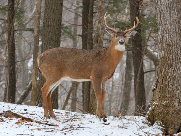 istock American White Tail Deer in snow forest 1293788979