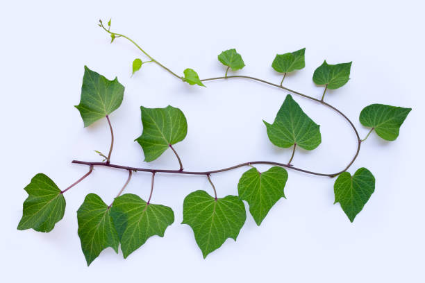 istock Sweet potato leaves on white background. 1293790977