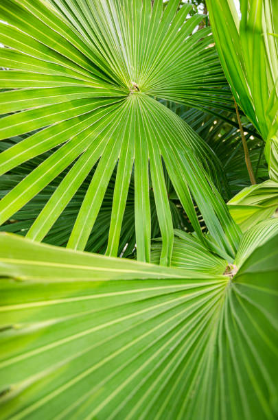 istock Huge tropical palm leaves 1293791794