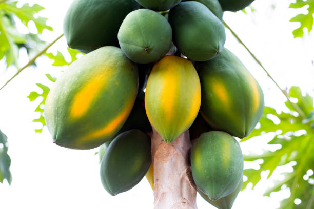 istock Papaya fruit on the tree in garden. 1293791958