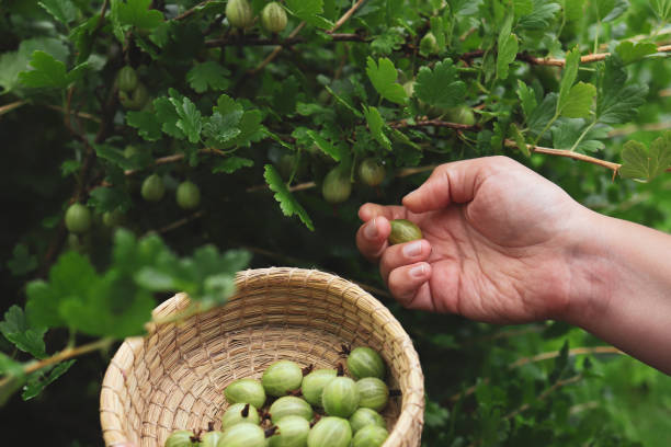 istock Woman hands holding berries. 1293795657