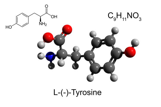 Chemical formula, structural formula and 3D ball-and-stick model of L-tyrosine L-Tyrosine or tyrosine (symbol Tyr or Y) or 4-hydroxyphenylalanine is one of the 20 standard amino acids that are used by cells to synthesize proteins. 3D ball-and-stick model, white background tyrosine stock pictures, royalty-free photos & images
