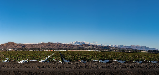 Neat rows of growing strawberries leading to distant hills of Ventura with snow covered Topatopa mountains behiind.