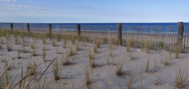 istock Vegetation at Duxbury beach 1293799718