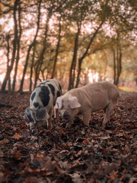Pigs in the forest New Forest Pannage Pigs eating Acorns near Fritham. new forest stock pictures, royalty-free photos & images