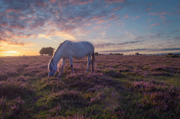 Pony in the Heather New Forest Pony in the Heather moorland at Fritham, New Forest hampshire england photos stock pictures, royalty-free photos & images