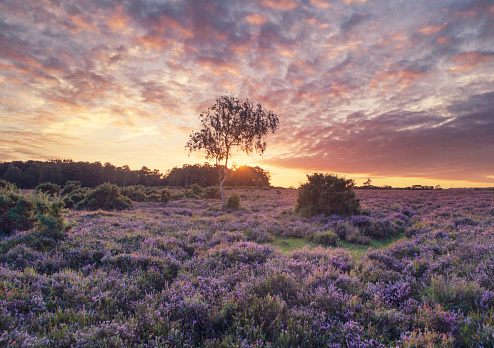 Sunset in the New Forest national park.