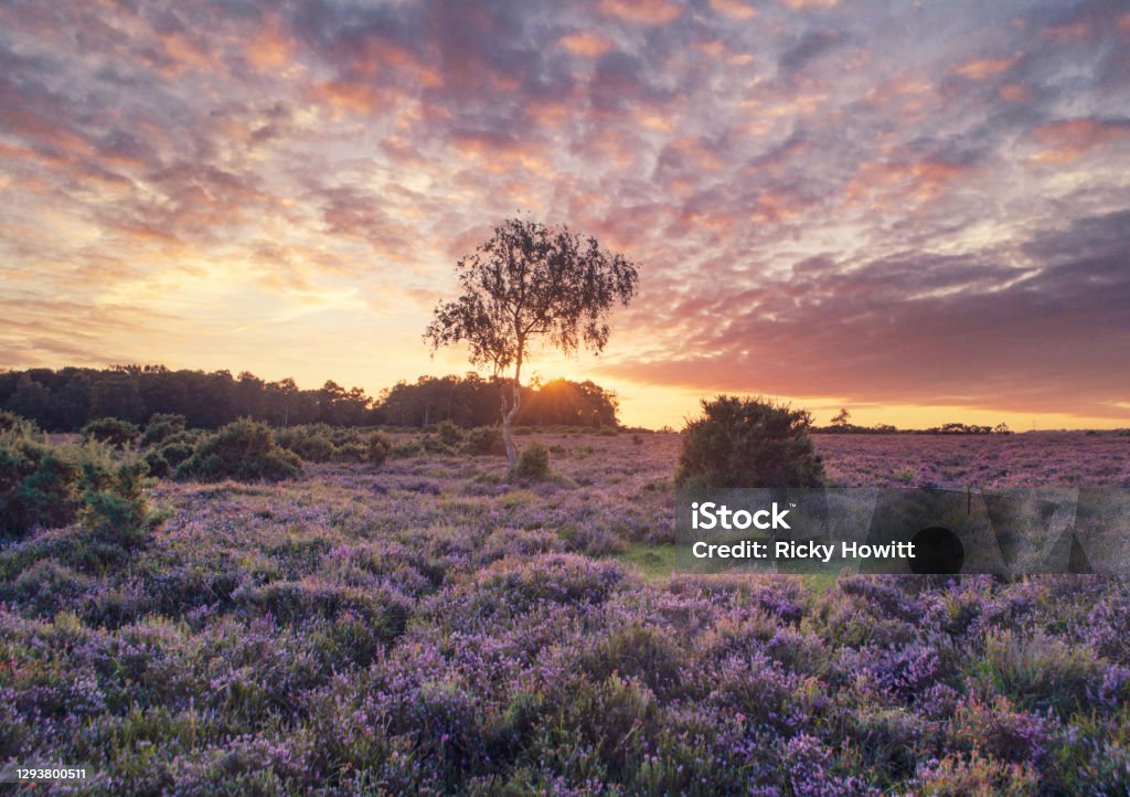 Purple Heather Sunset Sunset in the New Forest national park. Hampshire - England Stock Photo