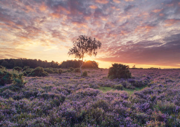 Purple Heather Sunset Sunset in the New Forest national park. new forest stock pictures, royalty-free photos & images