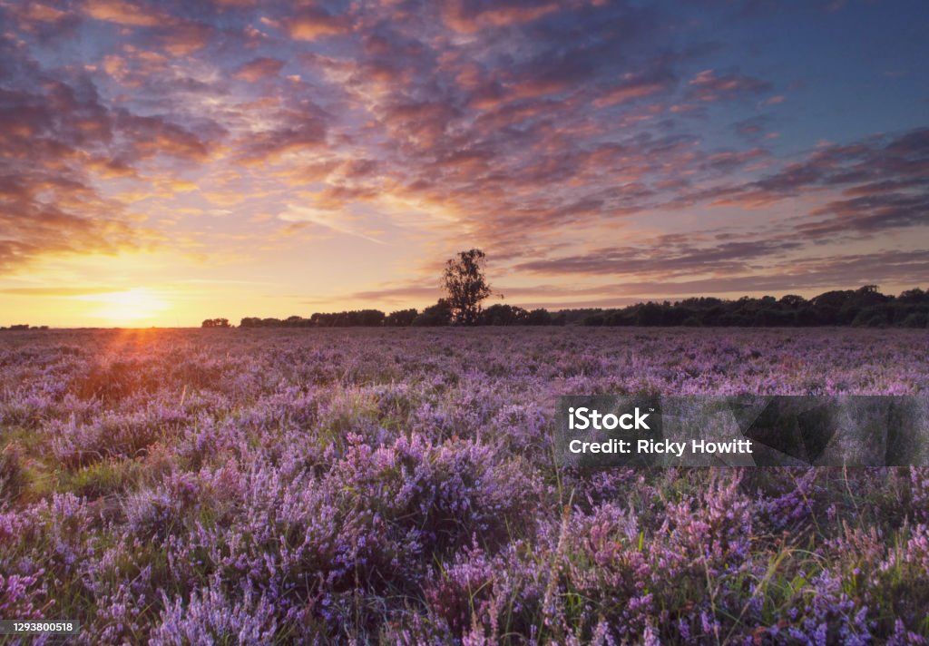 Sunset on the Heather Moorland Sunset in the New Forest national park. Hampshire - England Stock Photo