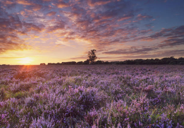 Sunset on the Heather Moorland Sunset in the New Forest national park. new forest stock pictures, royalty-free photos & images