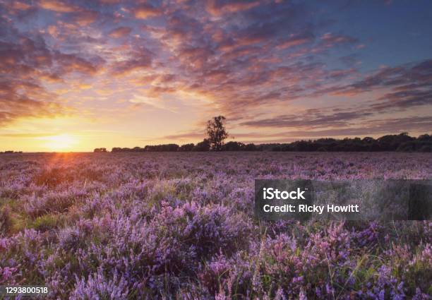 Sunset On The Heather Moorland Stock Photo - Download Image Now - Hampshire - England, New Forest, England