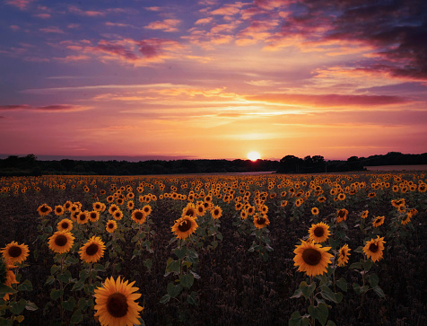 Hot summer evening in the Sunflower fields of Hamphire.