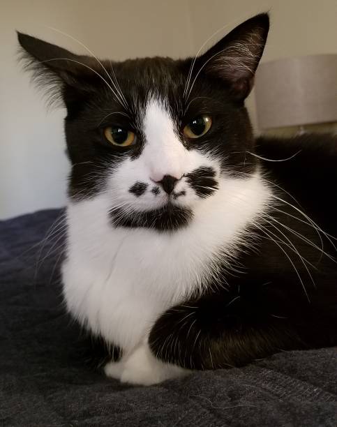 istock Tuxedo Cat with a Cattitude 1293800797
