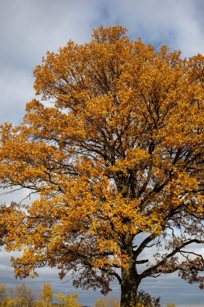 istock Oak tree with golden autumn foliage in sunny  day 1293802382