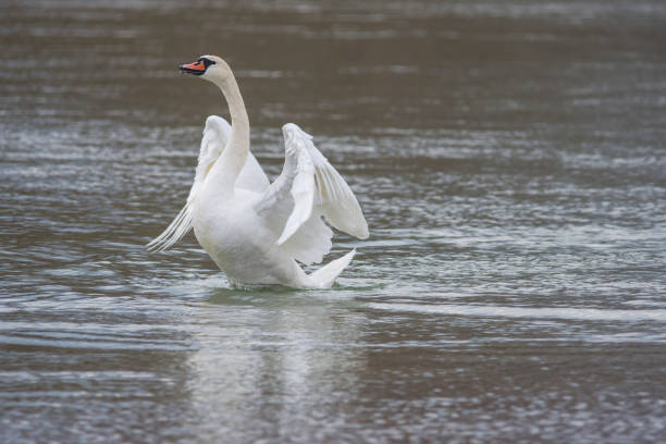 istock Graceful swan with wide open wings on the river, in winter. Selective focus 1293803201
