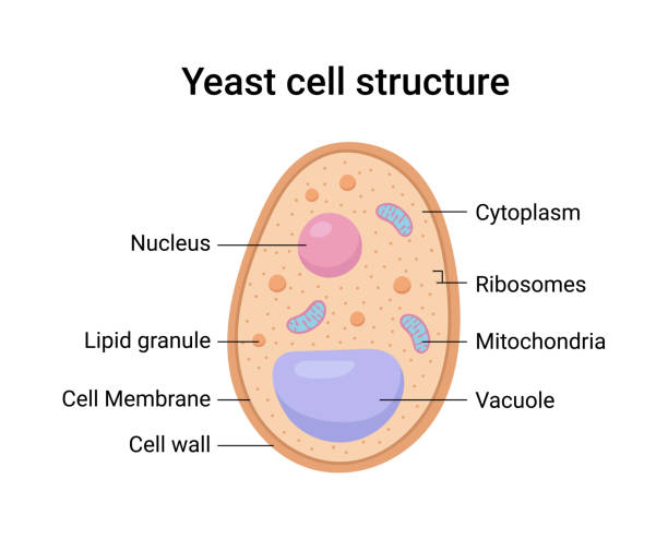 Vector illustration of Yeast cell structure. Educational diagram Vector illustration of Yeast cell structure. Educational diagram yeast cells stock illustrations