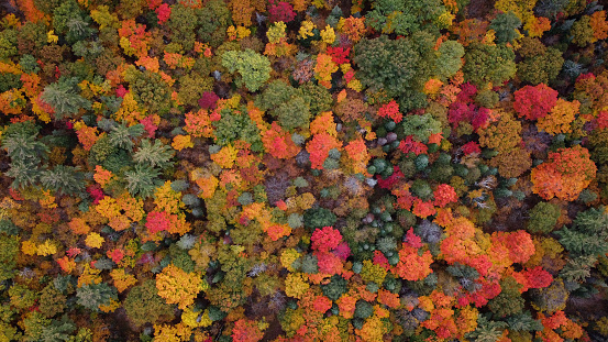 Drone Shot of Colourful Trees