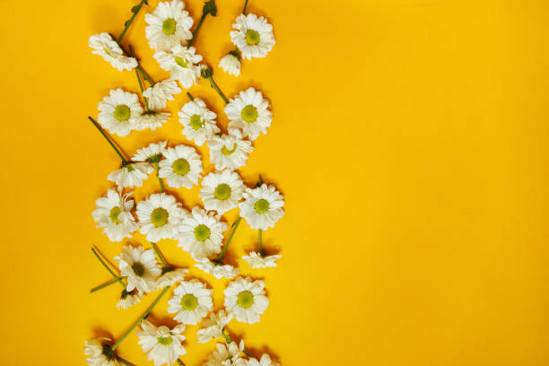 istock Bright trendy illuminating yellow background with chamomile. Floral backdrop. Minimalism concept. Top view. Perfect for presentations, decor and web design. 1293806383