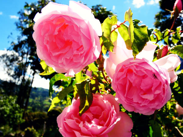 istock Roses in the garden 1293807150