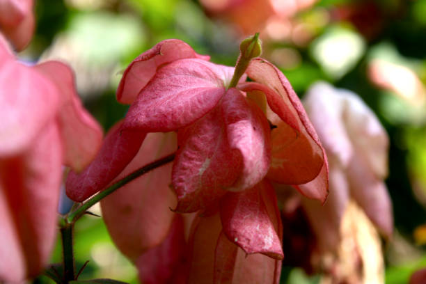 Macro photo of Pink Mussaenda Flower Macro photo of deep pink Mussaenda philippica "Ashanti Blood" flowers with blurred bokeh background pink mussaenda flower stock pictures, royalty-free photos & images