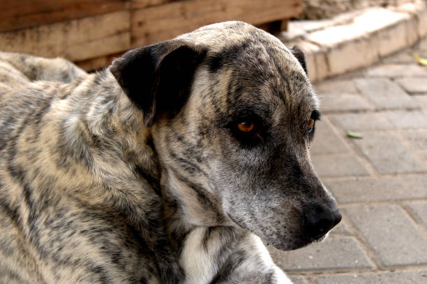 istock Close up of a cute dog 1293807415