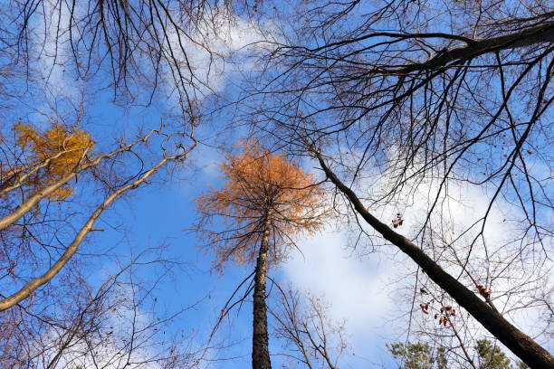 istock Larch tree (Lärche) rising to the sky 1293808418