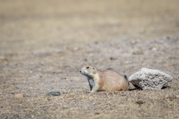 istock Close Up of a Prairie Dog 1293813026