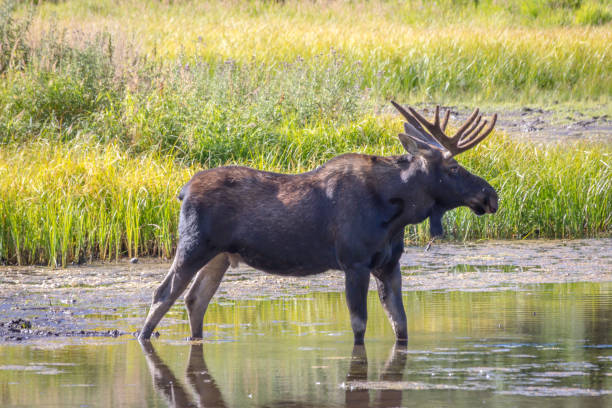 istock A Bull Moose Standing in a Lake 1293813062