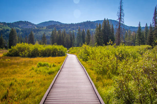 istock Walkway Through the Mountains at Day 1293813584