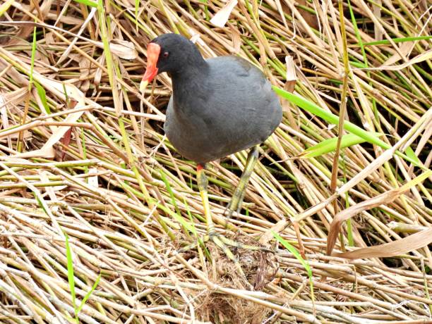 istock Common Gallinule (Gallinula galeata) in the Florida wetlands 1293813609