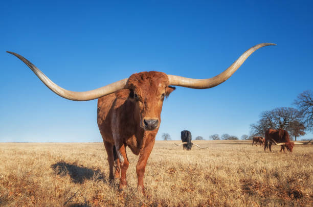 texas longhorn weidet auf der winterweide - texas longhorn cattle horned cattle farm stock-fotos und bilder