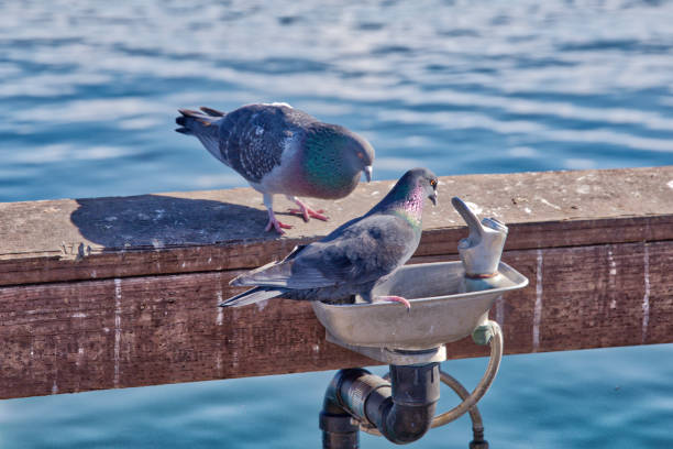 Male Pigeon chasing Female Pigeon.