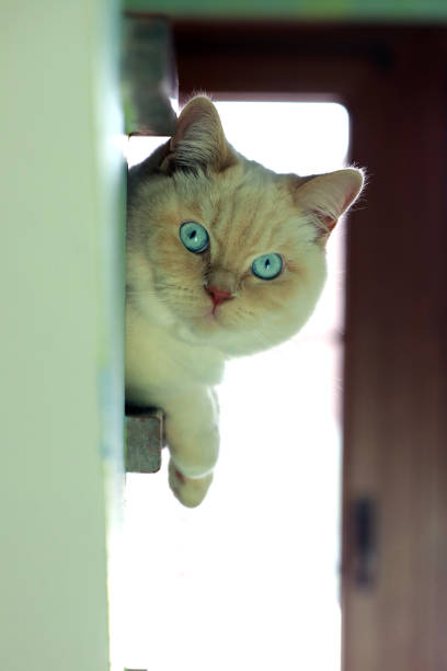 istock White English cat sits on stairs and rests 1293815646
