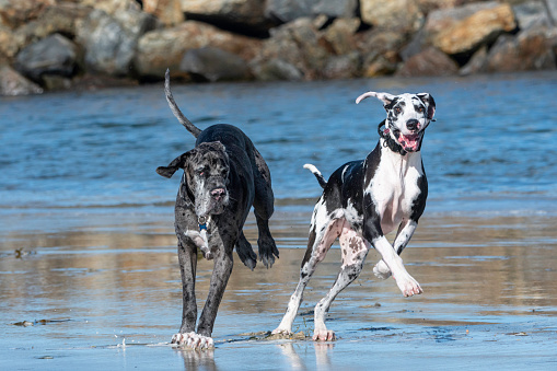 Two large great dane's running in the water at the beach